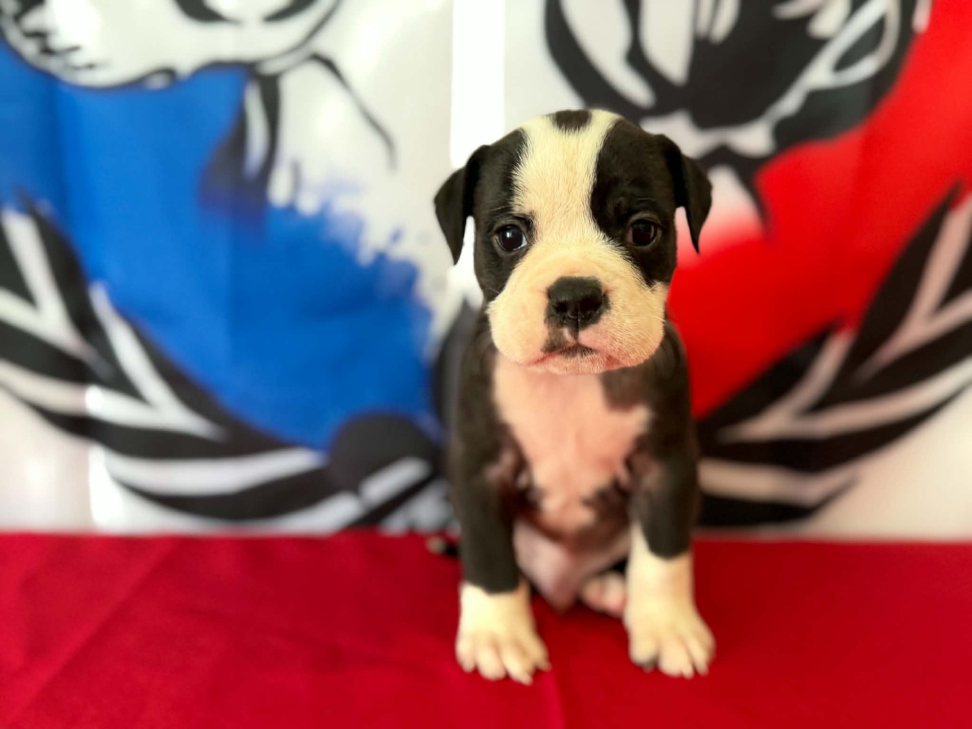 Des Dieux De L'arène - Chiots disponibles - Bulldog continental