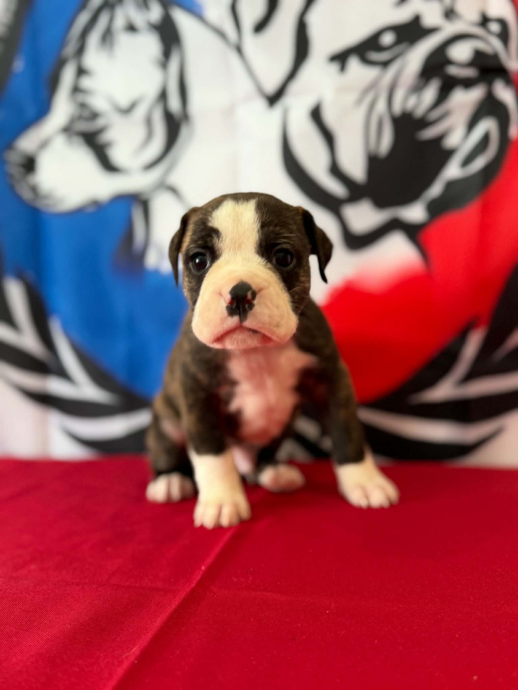 Des Dieux De L'arène - Chiots disponibles - Bulldog continental