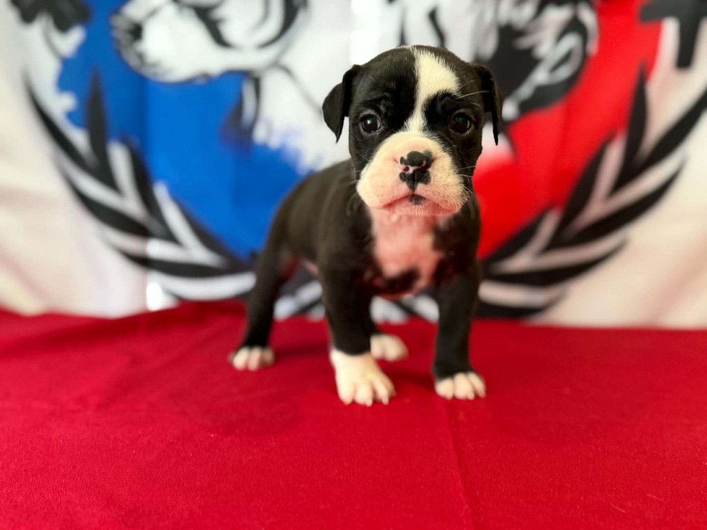 Des Dieux De L'arène - Chiots disponibles - Bulldog continental