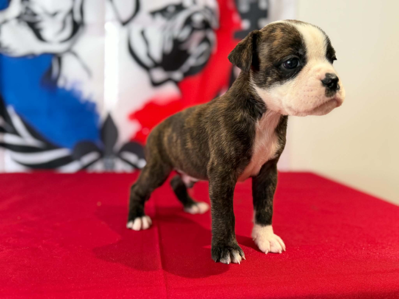 Des Dieux De L'arène - Chiots disponibles - Bulldog continental