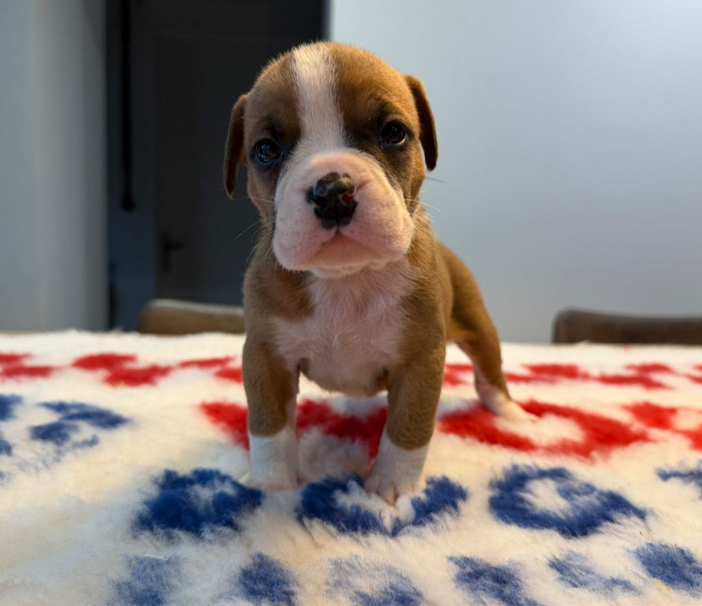 Des Dieux De L'arène - Chiots disponibles - Bulldog continental