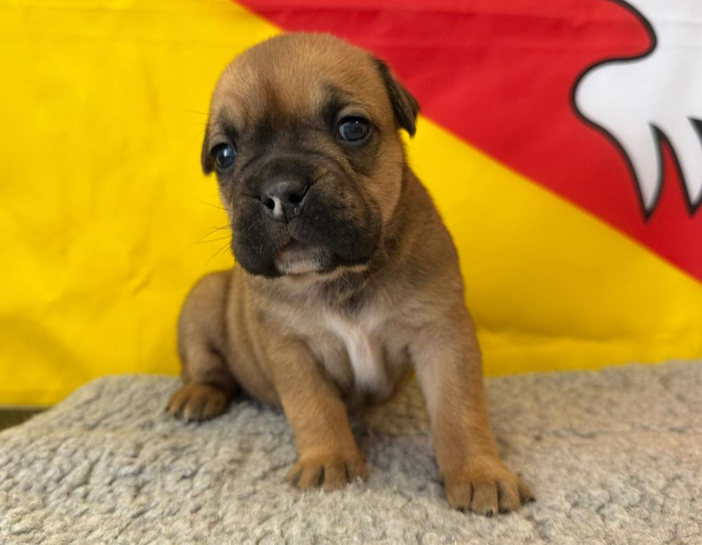Des Dieux De L'arène - Chiots disponibles - Bulldog continental