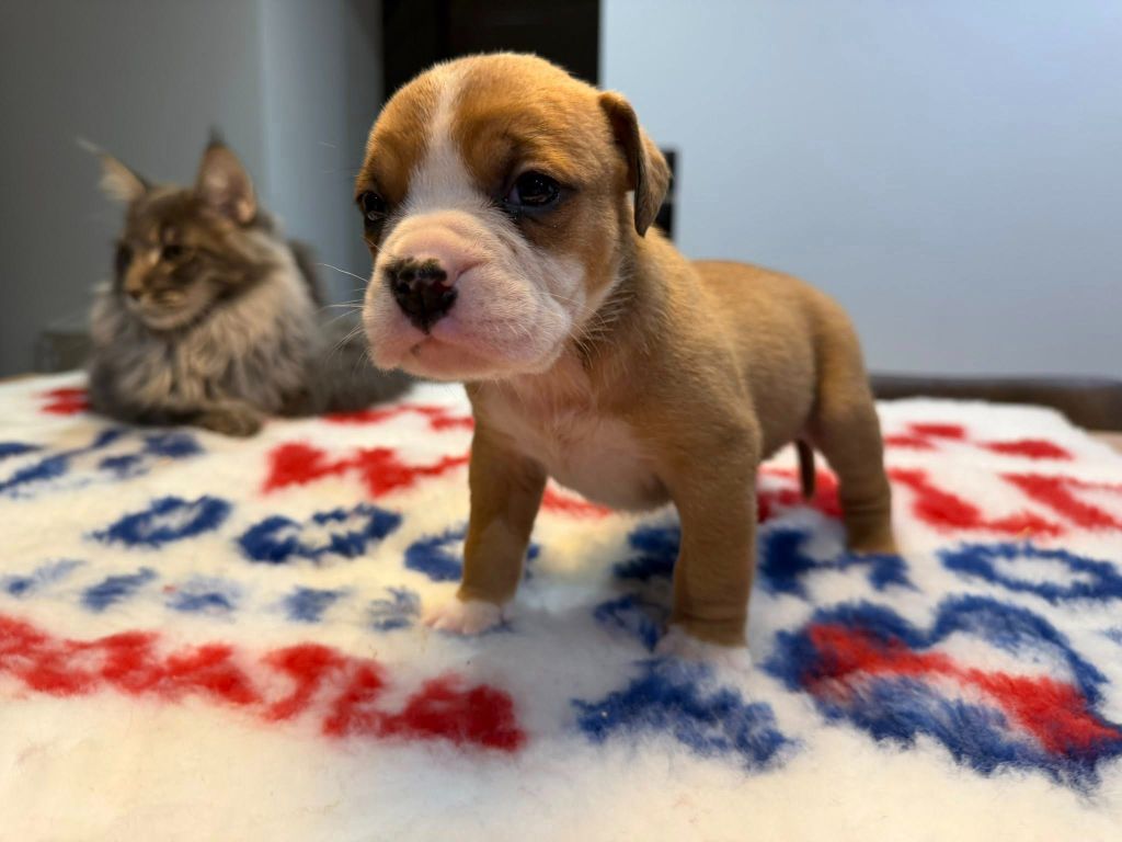Des Dieux De L'arène - Chiots disponibles - Bulldog continental