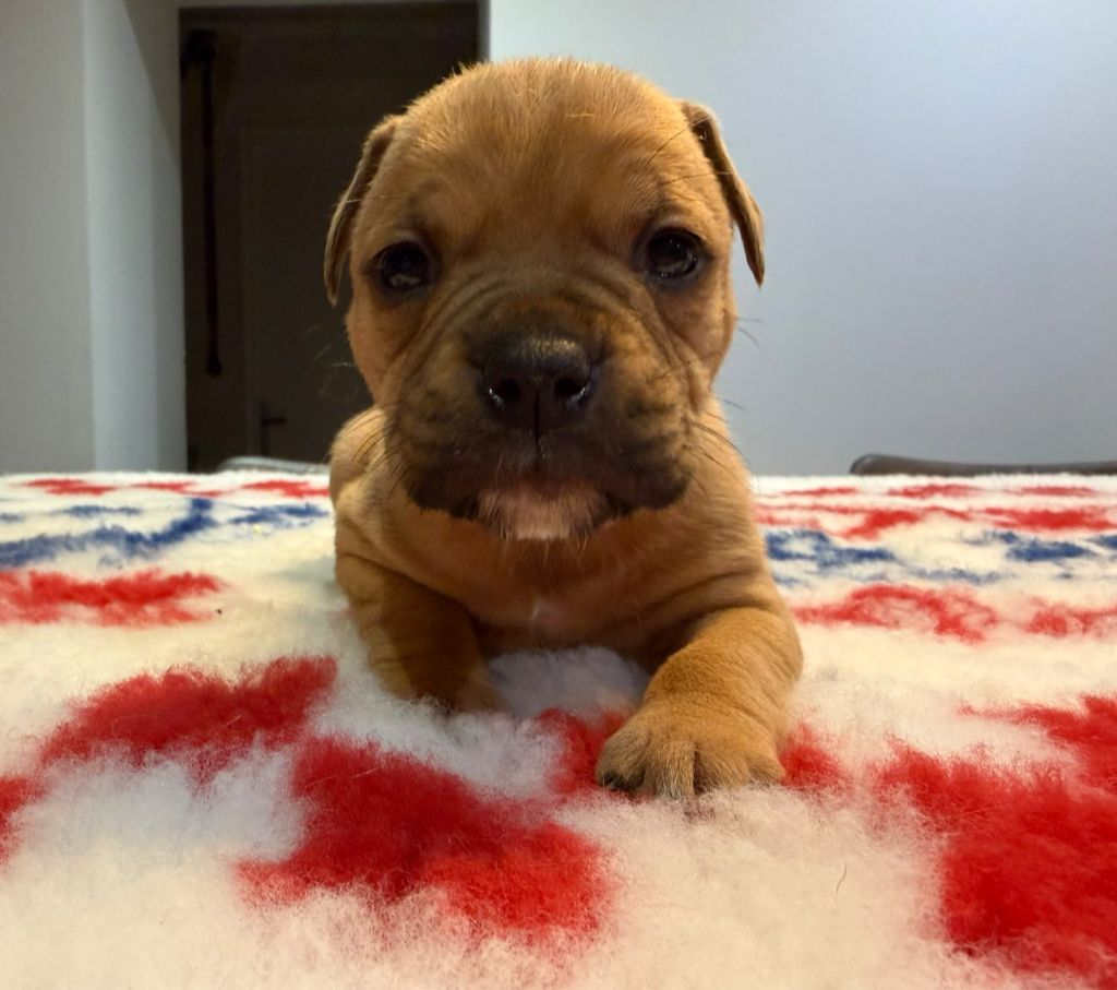 Des Dieux De L'arène - Chiots disponibles - Bulldog continental