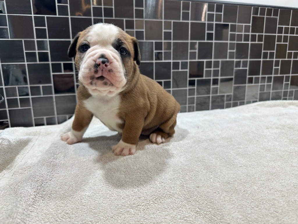 Des Dieux De L'arène - Chiots disponibles - Bulldog continental