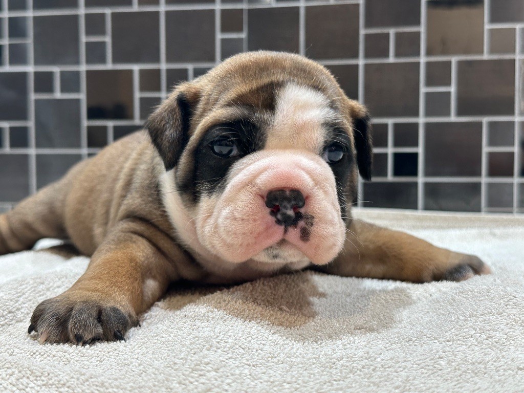 Des Dieux De L'arène - Chiots disponibles - Bulldog continental