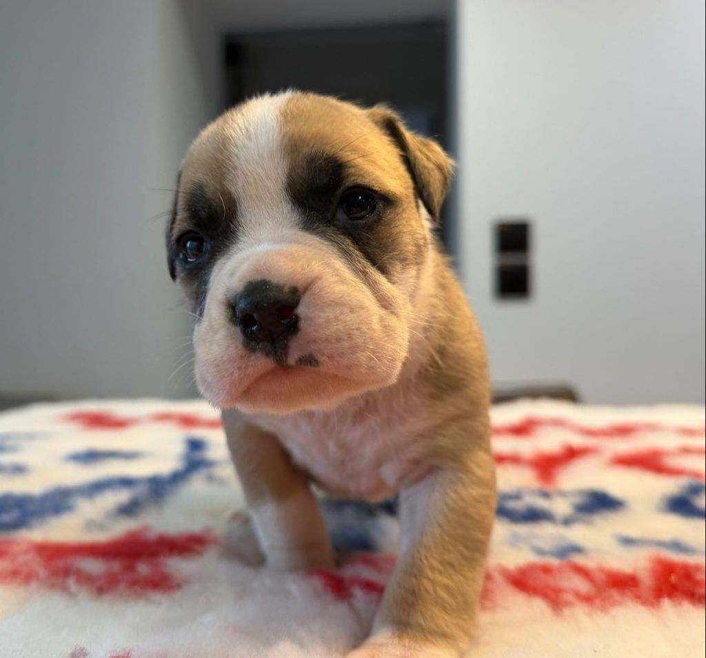 Des Dieux De L'arène - Chiots disponibles - Bulldog continental