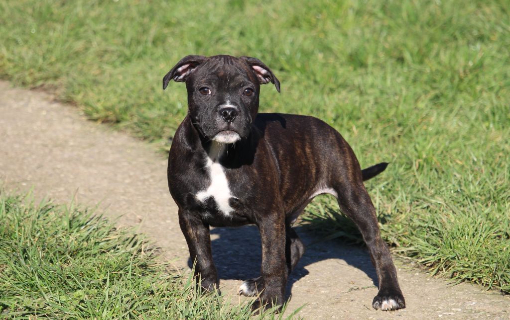 Des Dieux De L'arène - Chiots disponibles - Staffordshire Bull Terrier