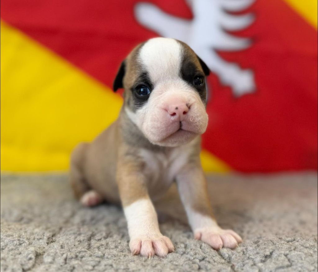 Des Dieux De L'arène - Chiots disponibles - Bulldog continental