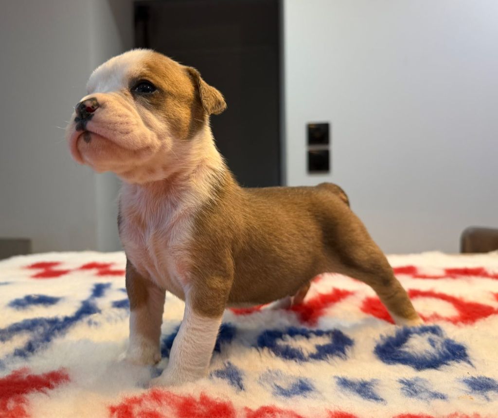 Des Dieux De L'arène - Chiots disponibles - Bulldog continental