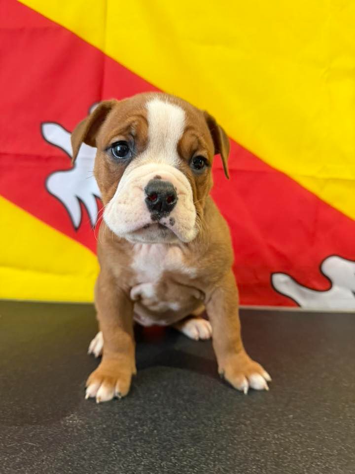 Des Dieux De L'arène - Chiots disponibles - Bulldog continental