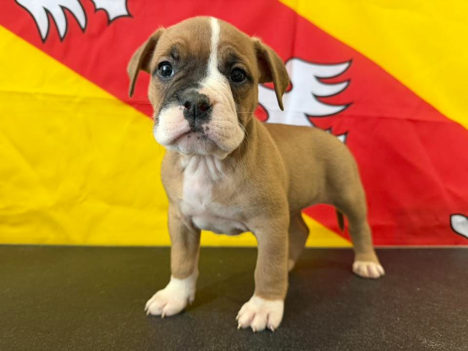 Des Dieux De L'arène - Chiots disponibles - Bulldog continental