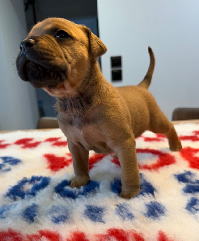 Des Dieux De L'arène - Chiots disponibles - Bulldog continental