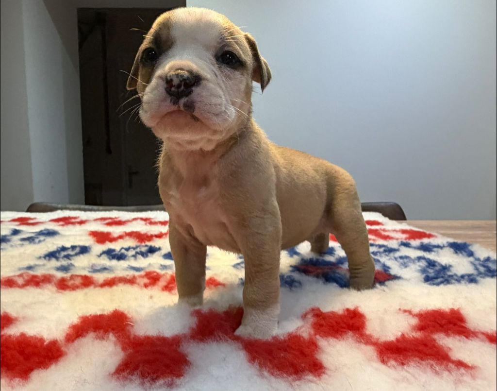 Des Dieux De L'arène - Chiots disponibles - Bulldog continental