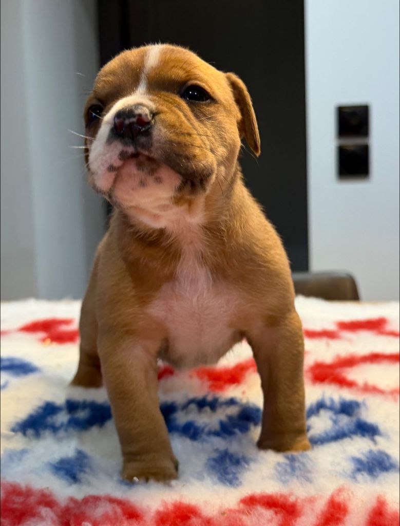 Des Dieux De L'arène - Chiots disponibles - Bulldog continental