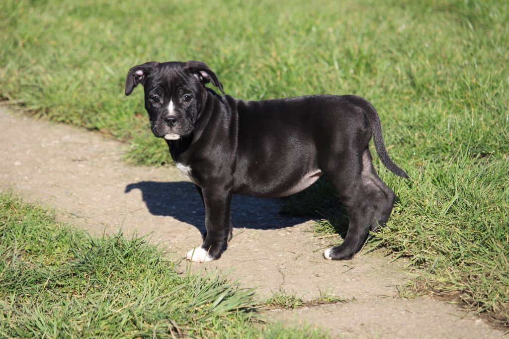 Des Dieux De L'arène - Chiots disponibles - American Staffordshire Terrier