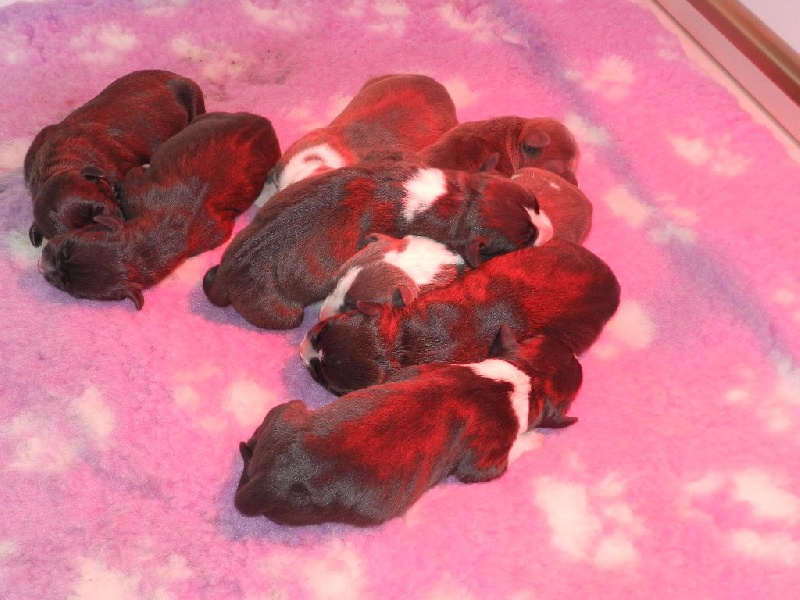Des Dieux De L'arène - American Staffordshire Terrier - Portée née le 12/03/2015