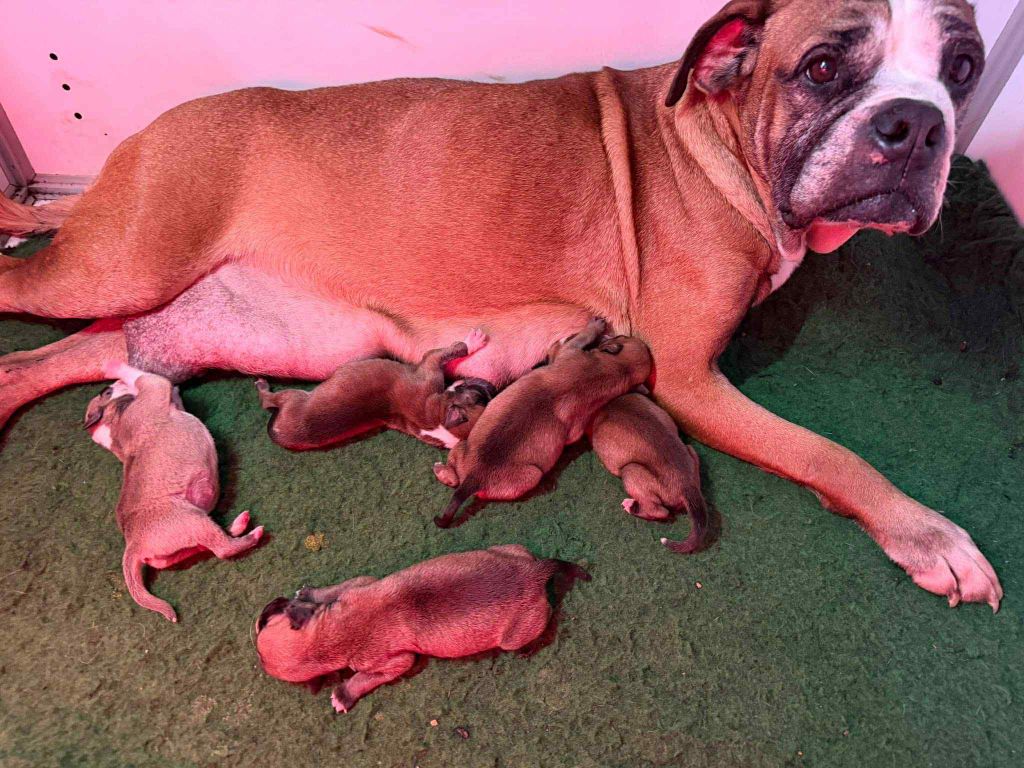 Chiot Bulldog continental Des Dieux De L'arène