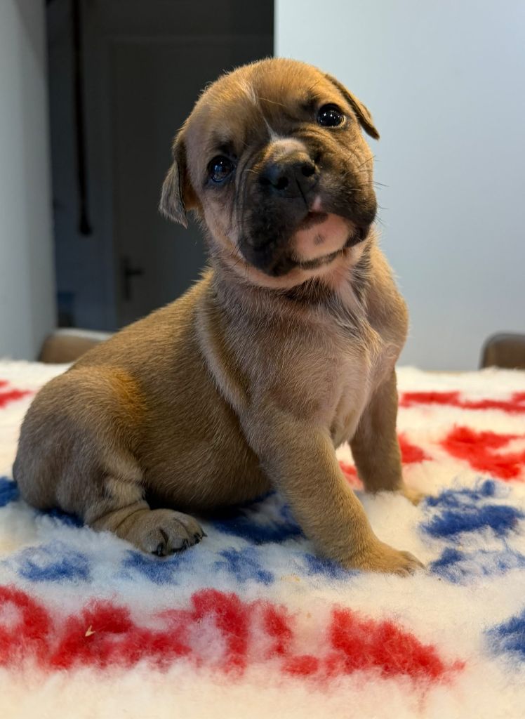 Des Dieux De L'arène - Chiots disponibles - Bulldog continental